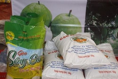 Gạo Séng cù Than Uyên: Hành trình gieo hạt giống no đủ trên đất nghèo