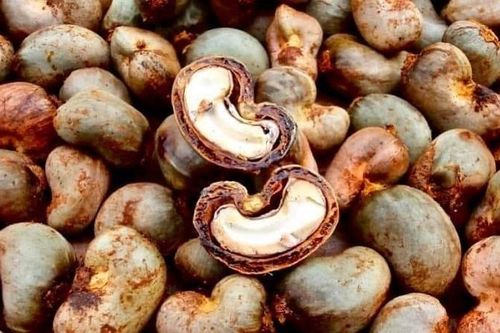 Việt Nam nhập khẩu hạt điều từ nước láng giềng tăng đột biến