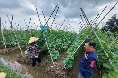 Tín dụng mới cho nông nghiệp hữu cơ: Vay đến 70% không cần thế chấp