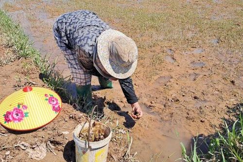 Nhiều nông dân Quảng Trị điêu đứng vì lũ trái mùa