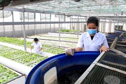 Vĩnh Phúc đẩy mạnh liên kết chuỗi, nâng tầm giá trị nông sản
