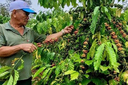 Bà Rịa – Vũng Tàu: Hướng tới phát triển bền vững mặt hàng nông sản