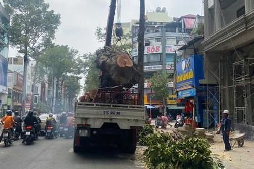 TPHCM chỉ đạo tăng cường đảm bảo an toàn cây xanh trong mùa mưa bão 2025
