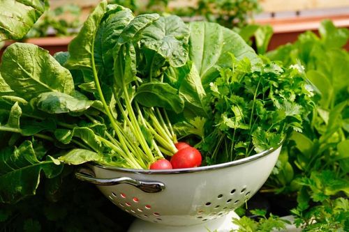 Chuyên gia vạch rõ ảo tưởng nhận biết rau có thuốc trừ sâu bằng mắt thường