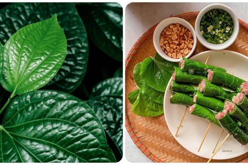 Các bài thuốc chữa bệnh từ lá lốt