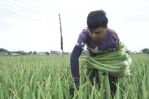 Từ cát nóng thành 'vàng xanh': Nông dân Ninh Thuận giàu lên nhờ Nha Đam