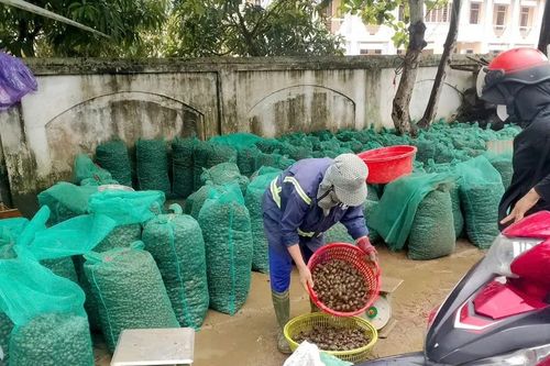 Hà Tĩnh: Ốc bươu vàng xuất hiện dày đặc, gây hại lúa hè thu