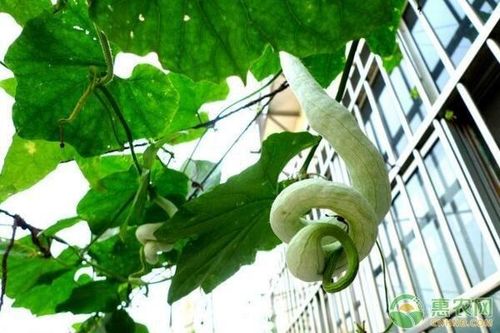 Tò mò loài cây 'đẻ ra rắn', cứ hái bán là 'hốt bạc'