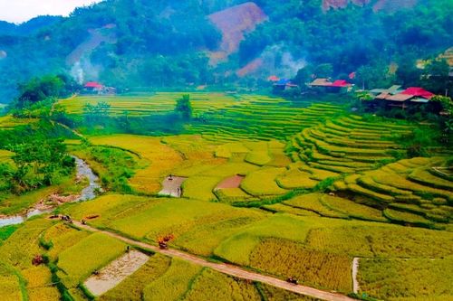 Ngắm những cánh đồng lúa chín vàng ở Pù Luông, Thanh Hóa