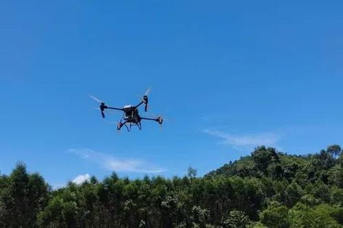Quảng Bình dùng máy bay không người lái đối phó với nạn châu chấu hoành hành