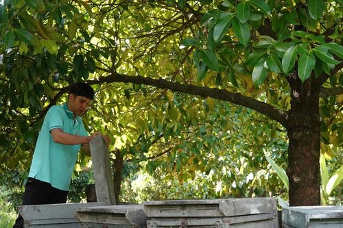 Nuôi cả đàn côn trùng cho mật thơm lừng, 9X Cần Thơ thu bộn tiền