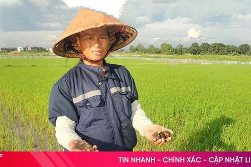 Ốc bươu vàng xuất hiện dày đặc, nông dân Hà Tĩnh 'xoay' đủ cách cứu lúa