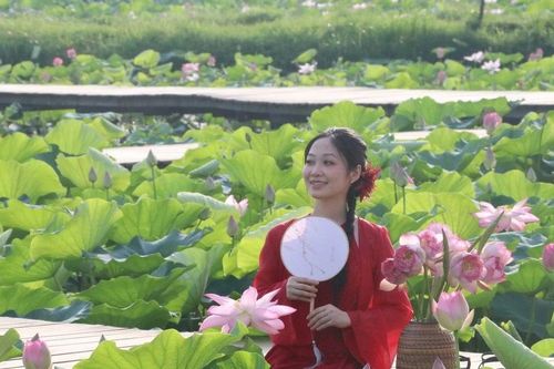 Du khách say lòng với những đầm sen khoe sắc tại Ninh Bình