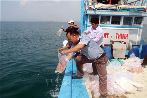 Thả hơn 500.000 con giống ra biển tái tạo nguồn lợi thủy sản