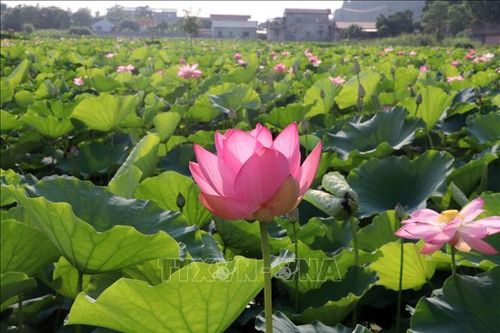 Hương sen đất Cố đô - Sức sống mới cho du lịch nông nghiệp Ninh Bình