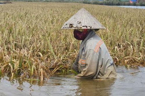 Xót xa lúa chín hóa mầm xanh: Lũ giữa tháng 6 khiến nhiều hộ dân mất trắng