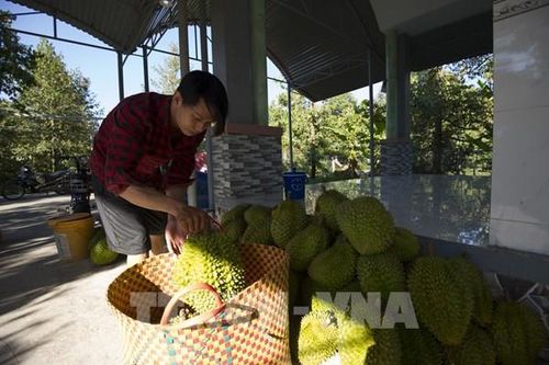 Tăng chất lượng trái sầu riêng gắn với mã vùng trồng xuất khẩu