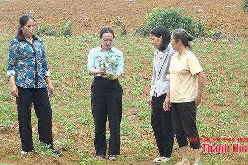 Phòng, chống bệnh khảm lá sắn