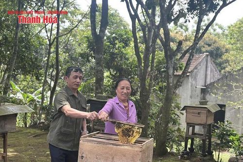 Phát triển nghề nuôi ong mật