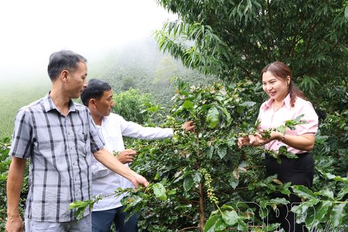 Tuần Giáo mở rộng diện tích cà phê