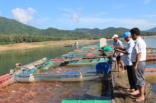 Những lồng cá bạc tỉ trên núi