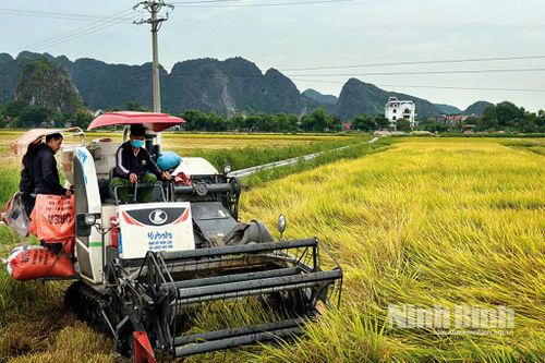 Nông dân đón vụ lúa Đông xuân bội thu