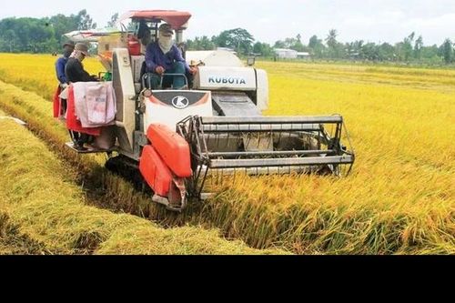 Tập trung sản xuất vụ Mùa