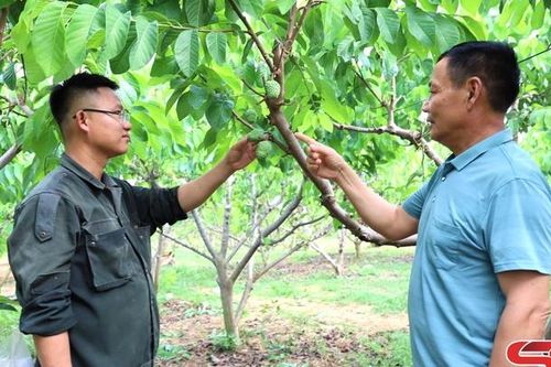 Hướng tới vụ na bội thu