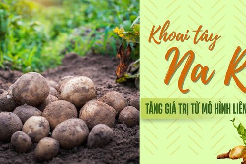 Khoai tây Na Rì: Tăng giá trị từ mô hình liên kết