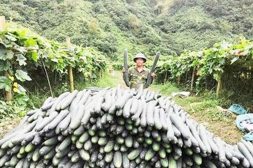 'Chìa khóa' giúp đồng bào dân tộc thiểu số Nậm Nhùn thoát nghèo bền vững