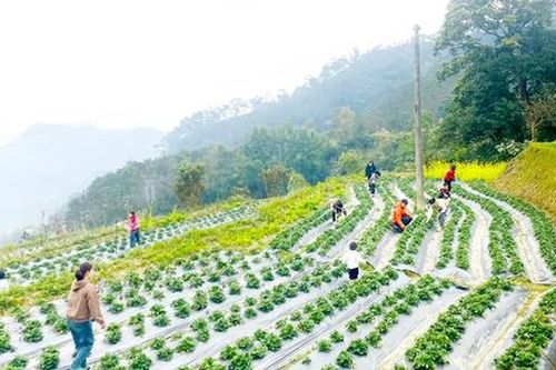 Cây trồng bám đất, hiện thực hóa giấc mơ thoát nghèo trên rẻo cao Hoàng Su Phì