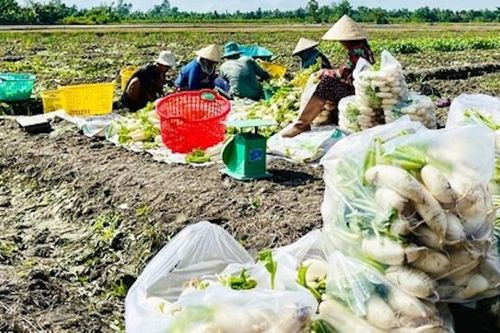 Liên kết sản xuất, HTX ở Vĩnh Long giúp nâng cao đời sống cho thành viên
