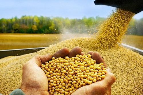 Việt Nam nhập hơn 8 triệu tấn đậu nành từ Hoa Kỳ mỗi năm