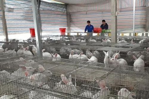 Chuyện về những người trẻ khởi nghiệp từ mô hình HTX ở miền núi xứ Thanh