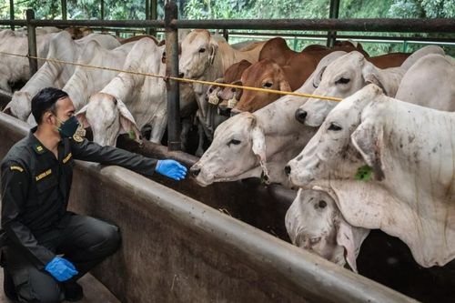 Indonesia dỡ bỏ hạn chế nhập khẩu gia súc để tăng nguồn cung thịt, sữa