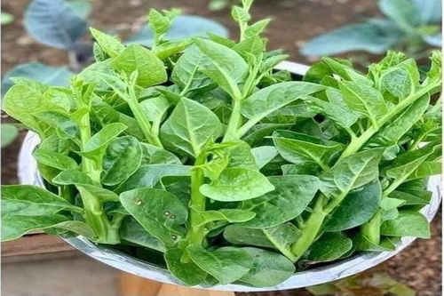 Rau mồng tơi gần gũi và nhiều lợi ích