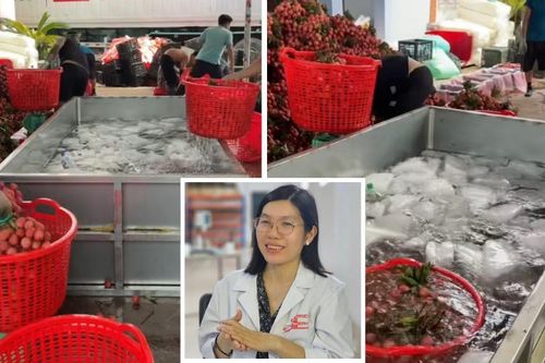 Vải thiều mới thu hoạch được ngâm nước đá, chuyên gia lý giải tác dụng