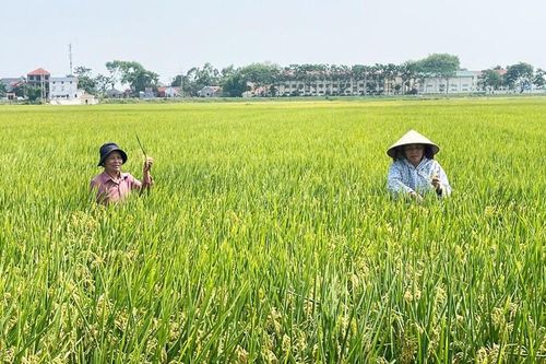 Xây dựng vùng nguyên liệu lúa gạo tại Hà Nội: Tăng giá trị, mở rộng thị trường xuất khẩu