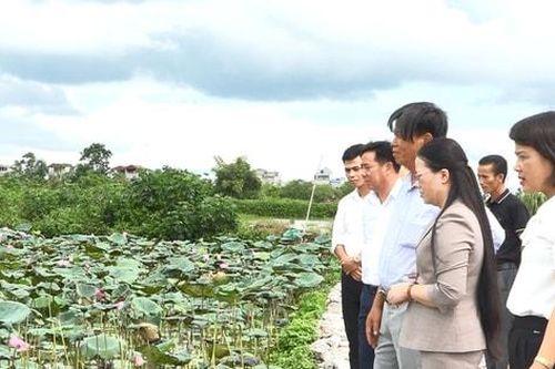 Hội Nông dân Ứng Hòa góp phần giảm ruộng hoang