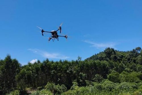Quảng Bình dùng máy bay không người lái để diệt châu chấu phá hoại cây trồng