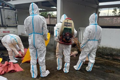 Bạc Liêu: Tiêu hủy 70 con heo giống vận chuyện trái phép bị dịch tả lợn châu Phi