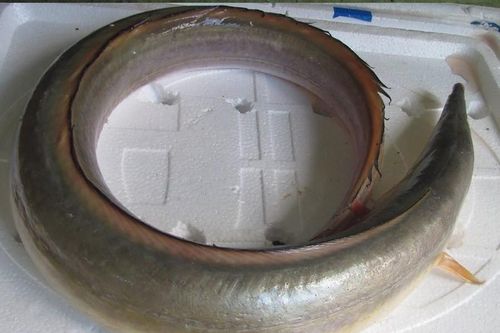'Sững sờ' loài cá dài 2 mét gần 10 triệu một kg