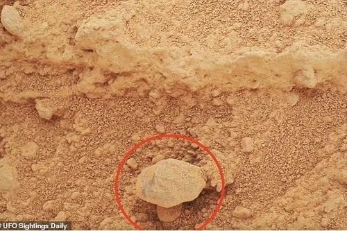 Sốc với 'cây nấm' vừa được phát hiện trên bề mặt sao Hỏa