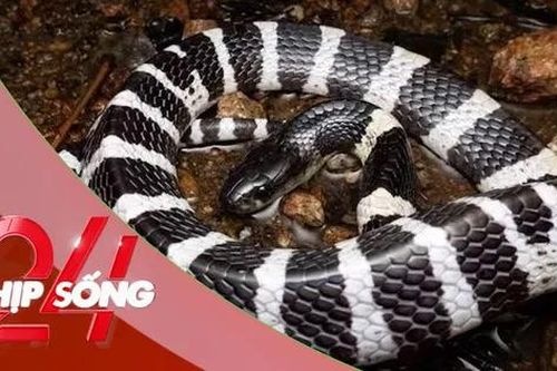 NHỊP SỐNG 24: Rắn bò trong điều hòa ra cắn bé gái: Tại sao rắn hay chui vào điều hòa?