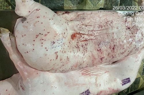 Vụ C.P. Việt Nam: Xem xét kỷ luật cán bộ đóng dấu 'được lưu thông' vào heo bệnh