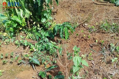 Thông tin bất ngờ liên quan vụ 18ha cà phê bị chặt bỏ