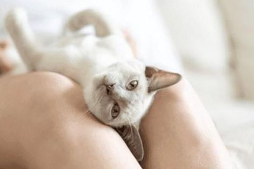 AI sẽ giúp con người nói chuyện được với mèo