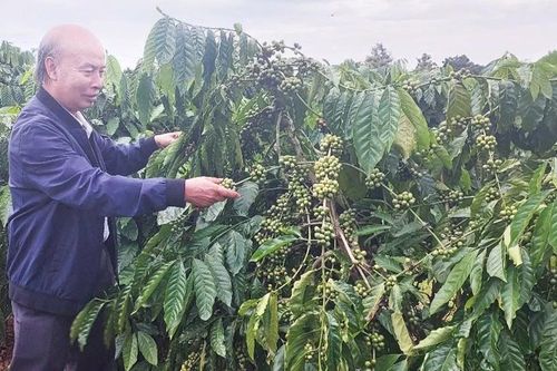 Gia Lai đẩy mạnh phát triển nông nghiệp hữu cơ