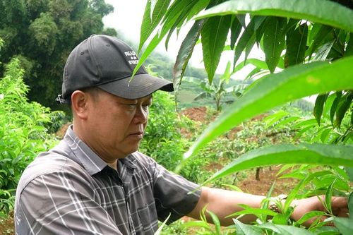 Biến đất cằn thành vườn cây bạc tỷ