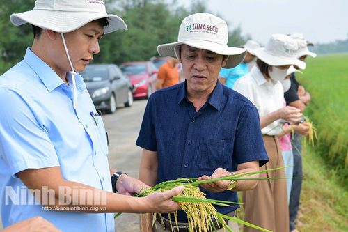 Triển vọng mới từ giống lúa Ngọc Nương 9
